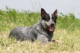 BOUVIER AUSTRALIEN 139